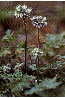 <i>Hydrophyllum occidentale</i> (S. Watson) A. Gray var. watsonii A. Gray