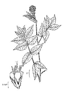 <i>Hydrophyllum occidentale</i> (S. Watson) A. Gray var. watsonii A. Gray