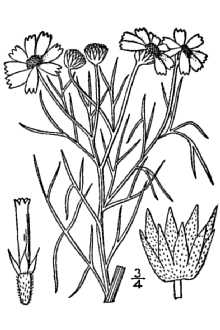 <i>Picradenia odorata</i> (DC.) Britton