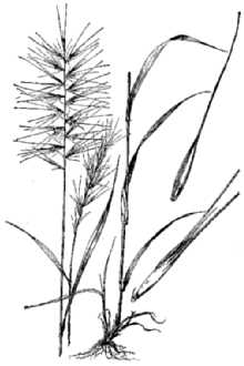Eastern Bottlebrush Grass