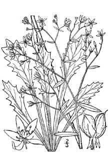 <i>Micranthes petiolaris</i> (Raf.) Bush