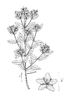 <i>Hypericum subpetiolatum</i> E.P. Bicknell ex Small