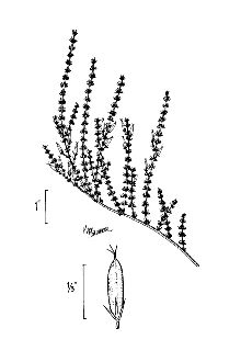 <i>Hypericum reductum</i> (Svens.) P. Adams