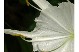 <i>Hymenocallis floridana</i> (Raf.) Morton