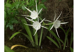 <i>Hymenocallis floridana</i> (Raf.) Morton ssp. amplifolia Traub