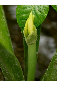 <i>Hymenocallis laciniata</i> Small