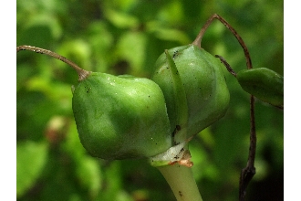 <i>Hymenocallis floridana</i> (Raf.) Morton ssp. amplifolia Traub