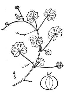<i>Hydrocotyle rotundifolia</i> Lam.