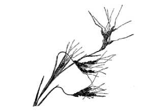 <i>Trachypogon rufus</i> Nees