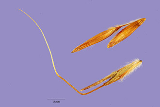 <i>Trachypogon rufus</i> Nees