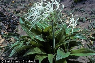 <i>Pancratium speciosum</i> L. f.