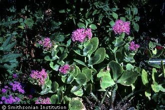 <i>Sedum telephium</i> L. ssp. purpureum (L.) Schinz & Keller