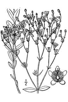 <i>Hypericum denticulatum</i> Walter var. acutifolium (Elliott) S.F. Blake