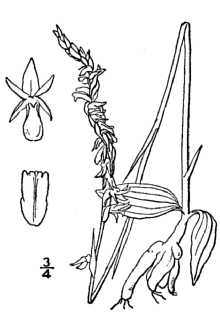 <i>Spiranthes gracilis</i> (Bigelow) Beck