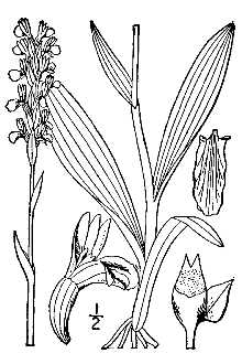<i>Ibidium plantagineum</i> (Raf.) House