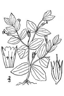 <i>Lindernia dubia</i> (L.) Pennell var. typica Pennell
