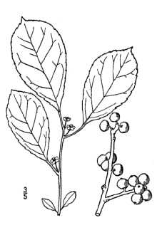 <i>Ilex verticillata</i> (L.) A. Gray var. tenuifolia (Torr.) S. Watson
