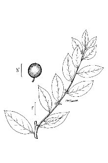 Large Gallberry