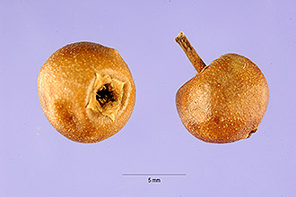 <i>Ilex pygmaea</i> McFarlin
