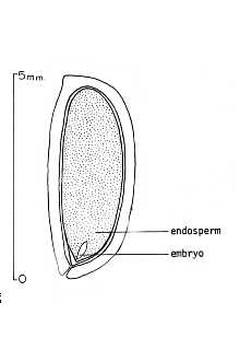 <i>Ilex ambigua</i> (Michx.) Torr. var. montana (Torr. & A. Gray ex A. Gray) H.E. Ah