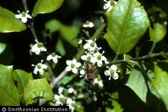 American Holly