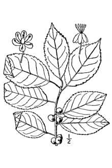 <i>Ilex verticillata</i> (L.) A. Gray var. padifolia (Willd.) Torr. & A. Gray ex S. Watso