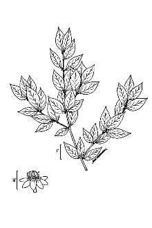 <i>Ilex verticillata</i> (L.) A. Gray var. cyclophylla B.L. Rob.