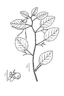 <i>Impatiens noli-tangere</i> L. ssp. biflora (Walter) Hultén