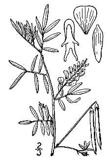 <i>Indigofera miniata</i> Ortega var. leptosepala (Nutt. ex Torr. & A. Gray) B.L. Turner
