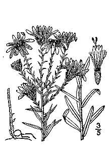 <i>Aster linariifolius</i> L. var. victorinii Fernald