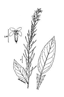<i>Iodanthus hesperidioides</i> (Torr. & A. Gray) A. Gray