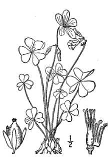 <i>Oxalis violacea</i> L. var. trichophora Fassett
