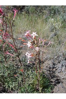 <i>Gilia aggregata</i> (Pursh) Spreng. ssp. euaggregata Brand