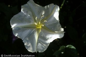 Tropical White Morning-glory