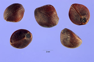 <i>Ipomoea tiliacea</i> auct. non (Willd.) Choisy