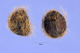 <i>Ipomoea crassicaulis</i> (Benth.) B.L. Rob.