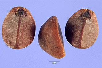 <i>Ipomoea trichocarpa</i> Elliott
