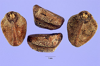 <i>Ipomoea coccinea</i> L. var. hederifolia (L.) A. Gray