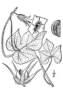 <i>Pharbitis hederacea</i> (Jacq.) Choisy