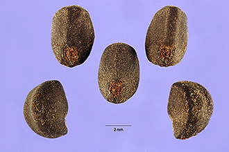 <i>Ipomoea hederacea</i> Jacq. var. integriuscula A. Gray