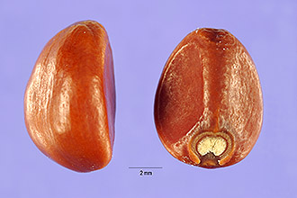 <i>Ipomoea petiolaris</i> (Kunth) G. Don