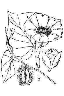 <i>Ipomoea pandurata</i> (L.) G. Mey. var. rubescens Choisy