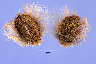 <i>Ipomoea pandurata</i> (L.) G. Mey. var. rubescens Choisy