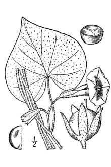 <i>Ipomoea purpurea</i> (L.) Roth var. diversifolia (Lindl.) O'Donell