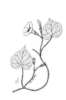 <i>Ipomoea purpurea</i> (L.) Roth var. diversifolia (Lindl.) O'Donell