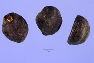 <i>Ipomoea palustris</i> (Urb.) Urb.