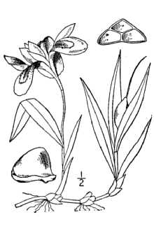 <i>Iris cristata</i> Aiton var. alba Dykes