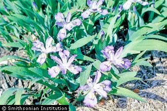 <i>Iris cristata</i> Aiton var. alba Dykes