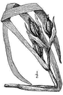 <i>Iris mississippiensis</i> Alexander