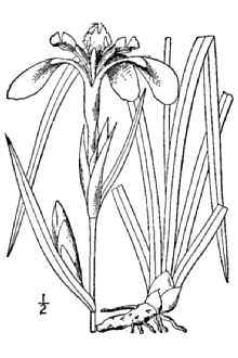 <i>Iris ecristata</i> Alexander